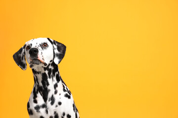 Adorable Dalmatian dog on yellow background, space for text. Lovely pet