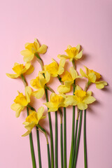 Beautiful yellow daffodils on pink background, flat lay