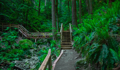 Wooden bridge over a forest river. Wooden boardwalk in the green forest. Beautiful hiking trail or footpath across river