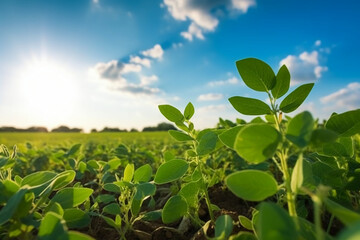 Fototapeta na wymiar Soybean growth in farm with blue sky background. AI generative