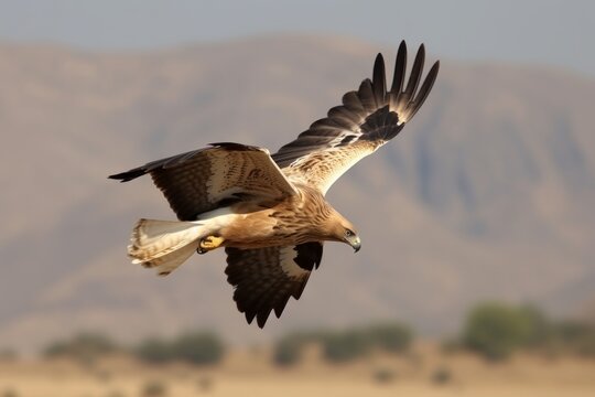 The booted eagle in flight Aquila pennata, Generative ai