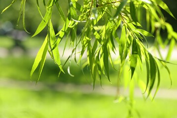 Fototapeta na wymiar Beautiful willow tree with green leaves growing outdoors on sunny day, closeup