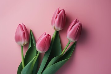 Obraz premium The illustration of pink tulip