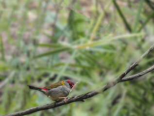 Firetail Feeding