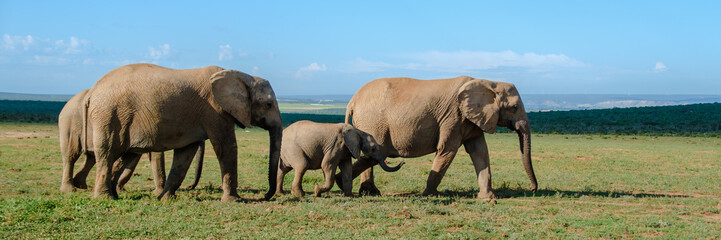Naklejka na ściany i meble Addo Elephant Park South Africa, Family of Elephants in Addo elephant park