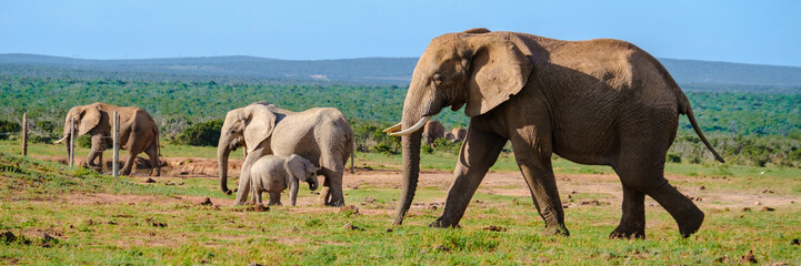 Addo Elephant Park South Africa, Family of Elephants in Addo elephant park, a large group of African Elephants during game drive in South Africa