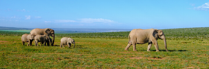 Fototapeta na wymiar Addo Elephant Park South Africa, Family of Elephants in Addo elephant park, a large group of African Elephants during game drive in South Africa