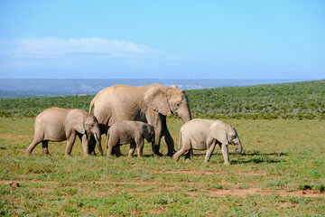 Naklejka na ściany i meble Addo Elephant Park South Africa, Family of Elephants in Addo elephant park, a large group of African Elephants during game drive in South Africa