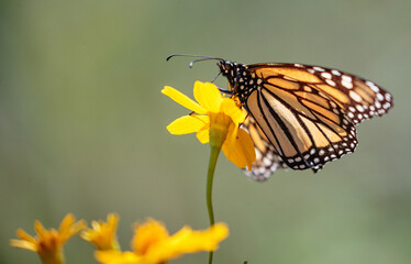 butterfly on flower