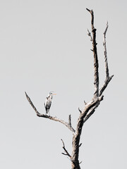 crane sitting in dead tree