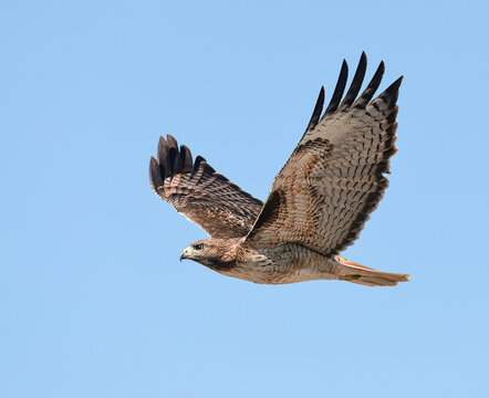 red tailed hawk flying