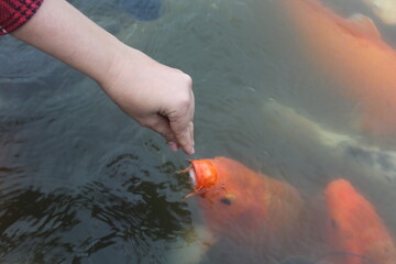 A woman feeds a lot of big catfish and koi fish in the pond by hand. A koi fish is opening its...