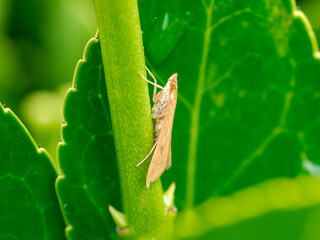 Insecto en el bosque un día de lluvia