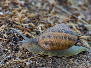 Caracol en el bosque