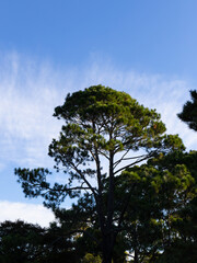 Green tree and blue sky.