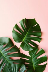 Fototapeta na wymiar Beautiful tropical palm monstera leaves branch isolated on bright pink background, top view, flat lay, overhead above summer beauty blank design concept