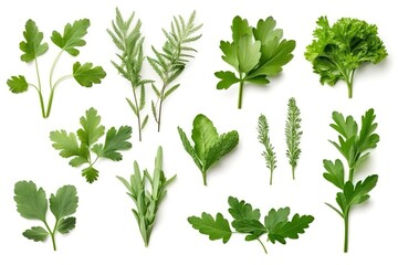 Collection of fresh herb leaves. arugula Spices, herbs on isolated on white background