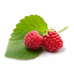 Two Raspberry On White Background Illustration