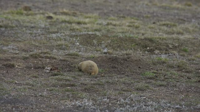 Close on prairie dog grazing on grass and wagging tail on cold spring day