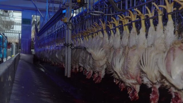 Chicken after slice neck and swirl on conveyor for out of bleeding under blue light in poultry factory.