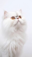 Persian cat with yellow eyes posing generative ai