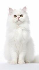 Fototapeta na wymiar Persian cat with yellow eyes posing generative ai