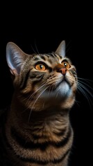 Fototapeta premium a tabby cat with orange eyes looking up on a black background generative ai