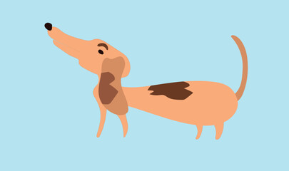 cute little dachshund friendly to people who want to pet him