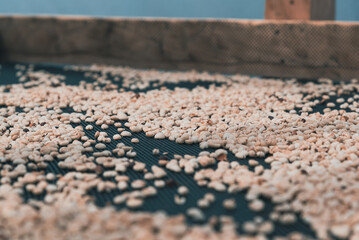 Coffee beans being dried