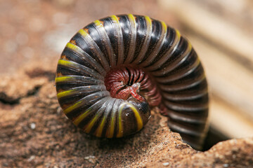 Closeup of Yellow-banded millipede (Anadenobolus monilicornis)