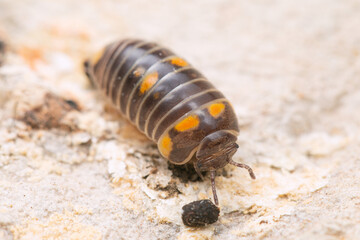 Glomeris pulchra pill millipede on a piece of beige bark