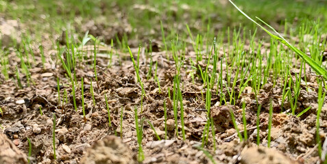 Sprouting Grass