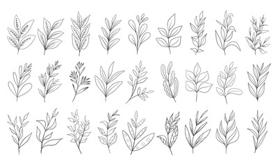 Hand drawn floral herbs set elements