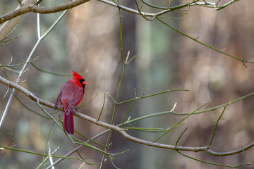 Northern Male Cardinal Perched on a Branch