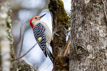 Red-Bellied Woodpecker - Melanerpes carolinus
