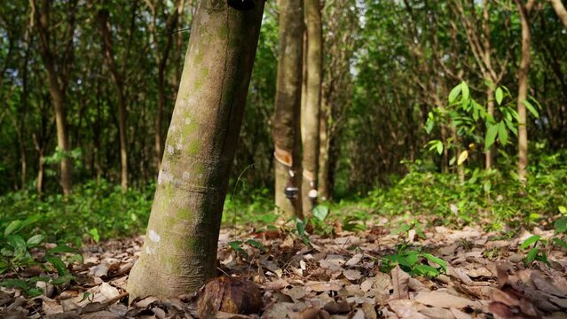 Line Of Rubber Trees In Thailand