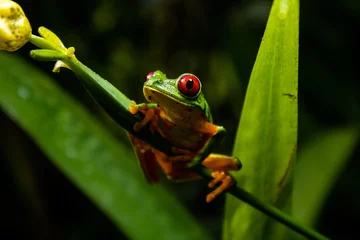 Fototapeten red eyed tree frog panama © Jason_muñoz