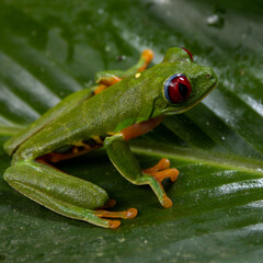 frog on a leaf green