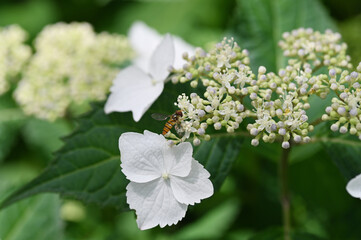 紫陽花　権現堂公園