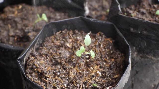 farmer planting bok choy plant seeds into poly bags in the nursery