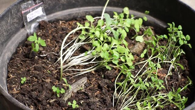 farmer planting bok choy plant seeds into poly bags in the nursery