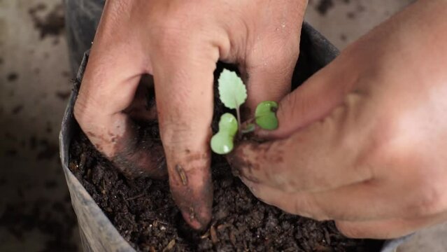 farmer planting bok choy plant seeds into poly bags in the nursery