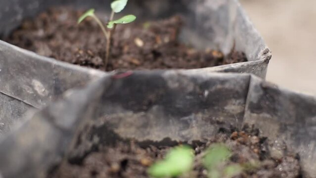 farmer planting bok choy plant seeds into poly bags in the nursery