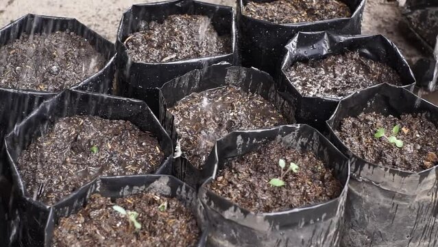 farmer planting bok choy plant seeds into poly bags in the nursery