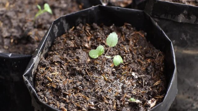 farmer planting bok choy plant seeds into poly bags in the nursery