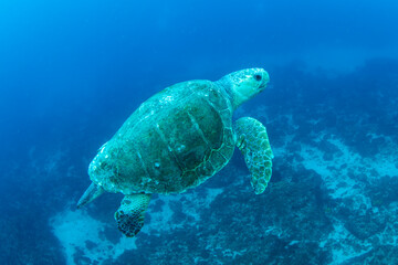 Loggerhead Turtle in the Ocean, Australia