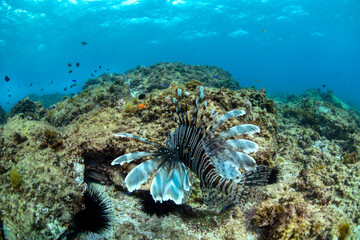 Lionfish in the crystal-clear water, Australia