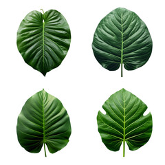 a set of green tropical big leaves on transparent background for design elements. clipping path. Created with Generative AI Technology