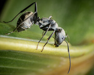 Close up a Black Ant on green leaf in garden, Selective focus, Insect photo.