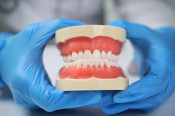 Hands of dentist in sterile gloves holding model of jaws